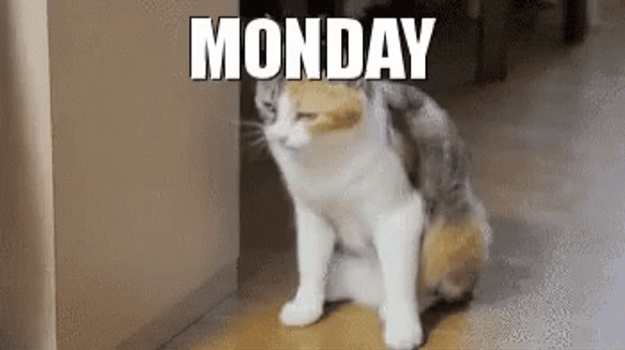 Cat Lazy Monday GIF
