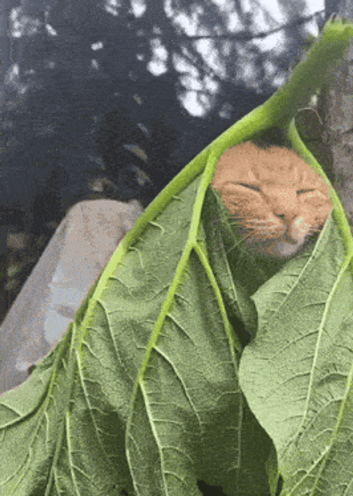 Cat Leaf GIF