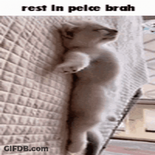 Cat Leaning Against Brick Wall With Legs Crossed GIF