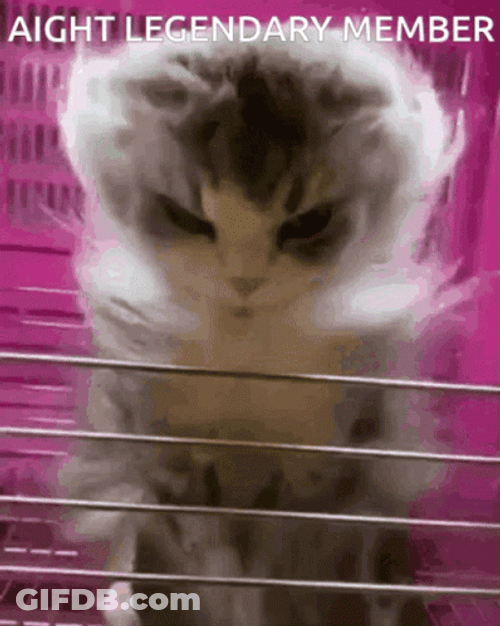 Cat Legendary Member GIF
