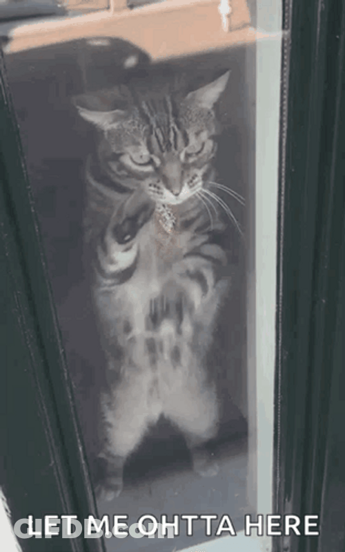 Cat Let Me Out Here GIF
