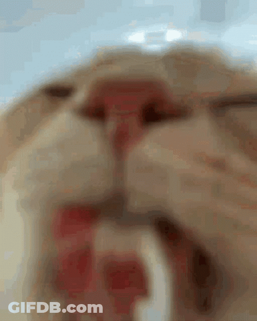 Cat Lick Drinking Water GIF
