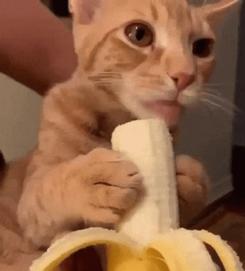 Cat Licking A Banana GIF