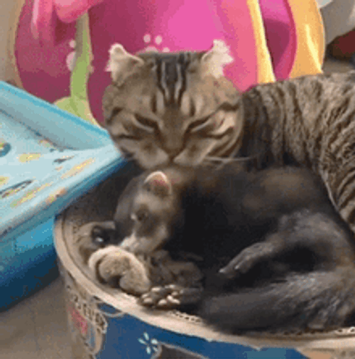 Cat Licking A Ferret GIF