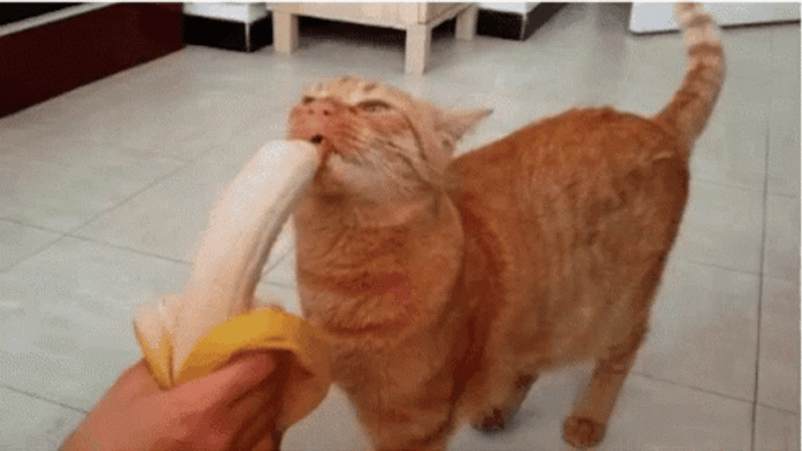 Cat Licking A Huge Banana GIF