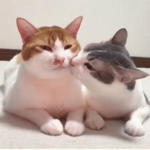 Cat Licking A Resting Cat GIF