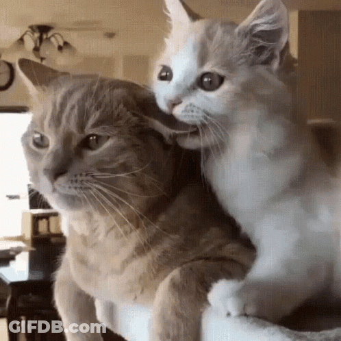 Cat Licking Another Cat's Ear GIF