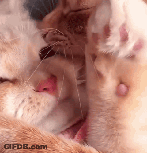 Cat Licking Another Cat's Nose Close-Up GIF