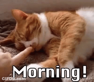 Cat Licking Another Cat's Paw On Carpet GIF