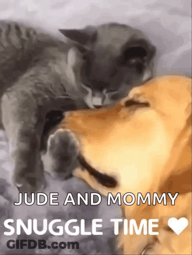 Cat Licking Dog Nose Jude And Mommy Snuggle Time GIF
