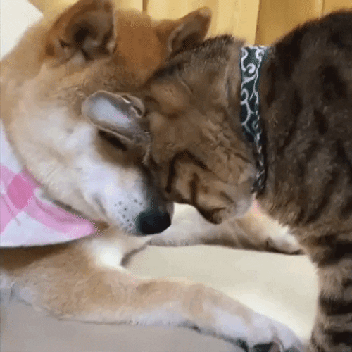Cat Licking Doge GIF