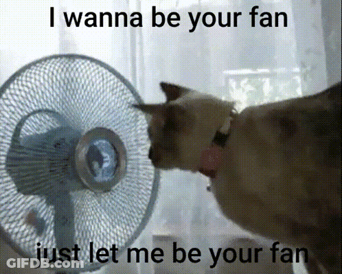 Cat Licking Fan I Wanna Be Your Fan GIF