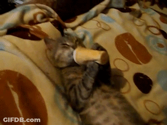 Cat Licking Ice Cream GIF