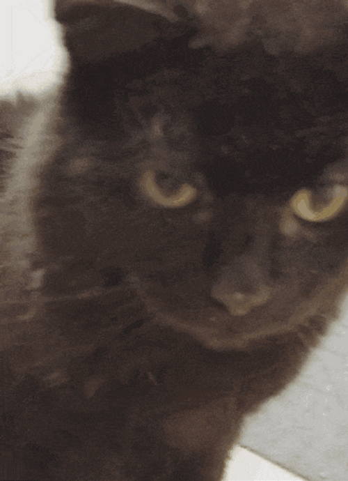 Cat Licking Its Mouth GIF