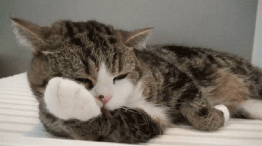Cat Licking Its Own Hand GIF