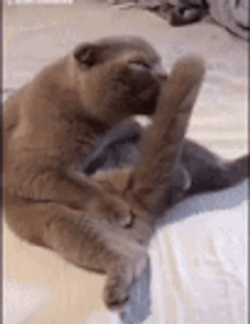 Cat Licking Its Tail GIF