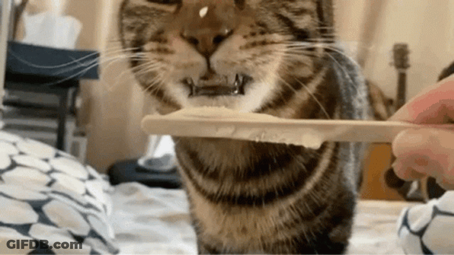 Cat Licking Leftover Whipped Cream GIF