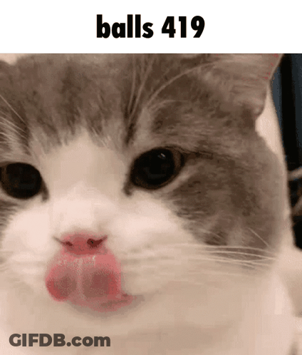 Cat Licking Lips Balls 419 GIF