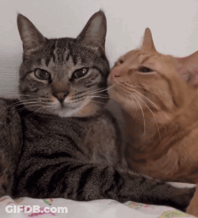 Cat Licking Other's Nose GIF