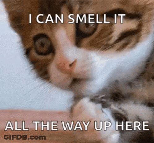 Cat Licking Paw I Can Smell It All The Way Up Here GIF