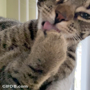 Cat Licking Paw With Tongue Out GIF
