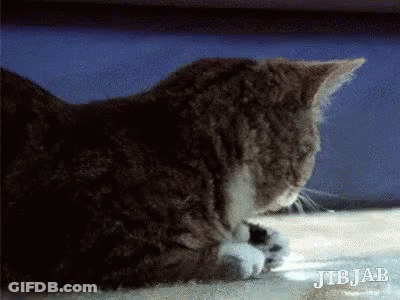 Cat Licking Paws GIF