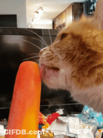 Cat Licking Popsicle In Front Of TV GIF