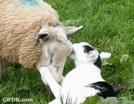 Cat Licking Sheep's Nose In Field GIF