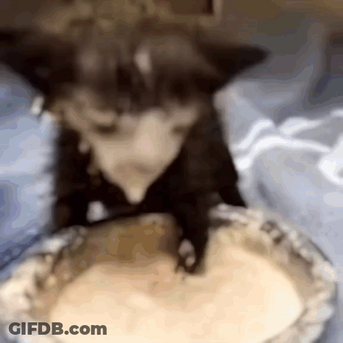 Cat Licking Yogurt Bowl GIF