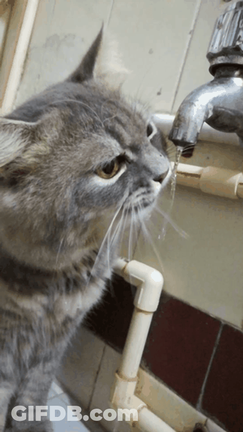 Cat Licks Water Tongue Sticking Out GIF