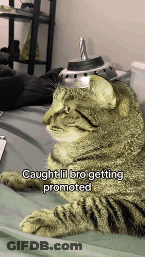 Cat Lil Bro Getting Promoted GIF