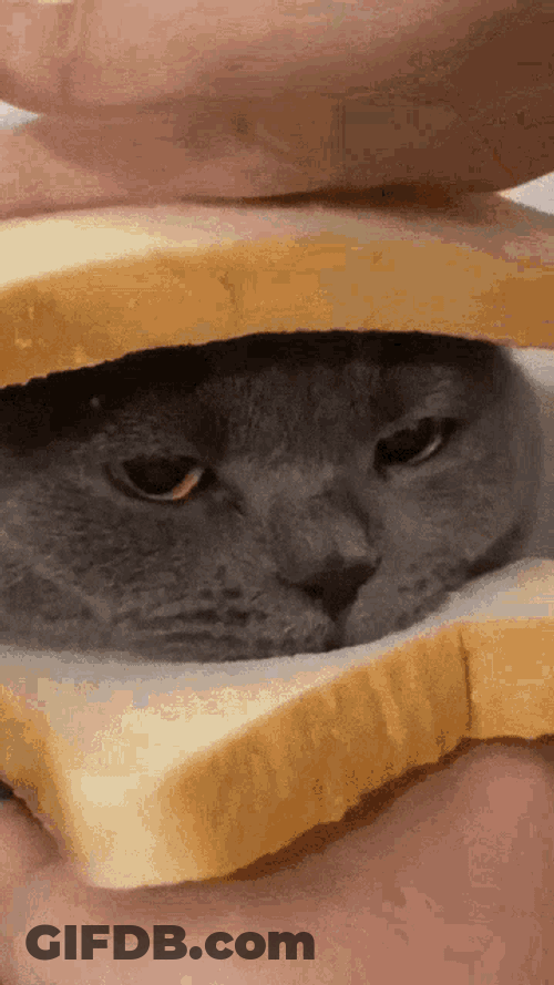 Cat Loaf GIF