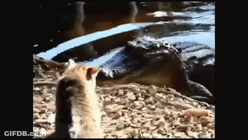 Cat Looking At Alligator In Water GIF
