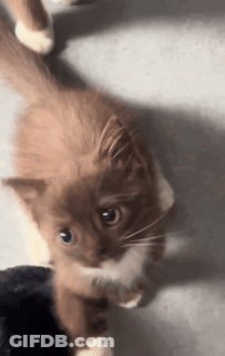Cat Looking At Camera GIF