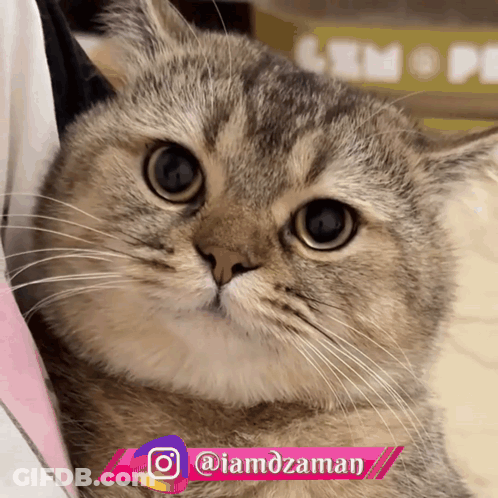 Cat Looking At Camera GIF