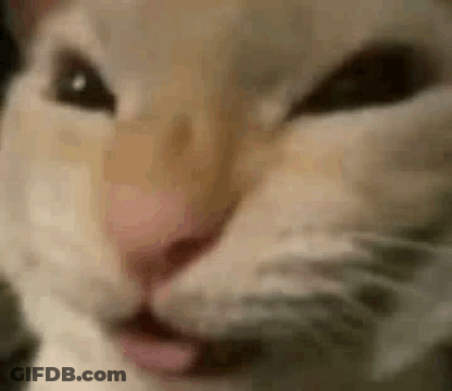 Cat Looking At Camera GIF
