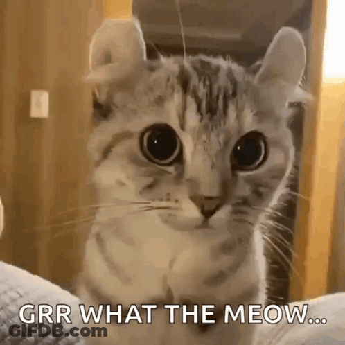 Cat Looking At Camera Grr What The Meow GIF