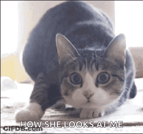 Cat Looking At Camera How She Looks At Me GIF