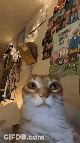 Cat Looking At Camera In Front Of Drake Dash 19 Poster GIF