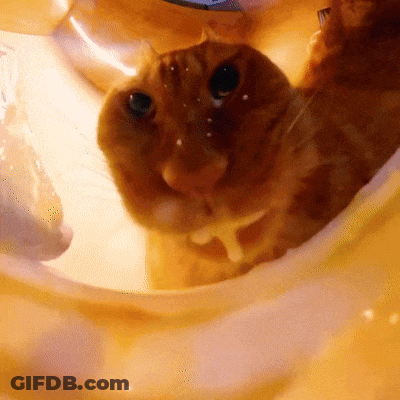Cat Looking At Camera On Yellow Background GIF