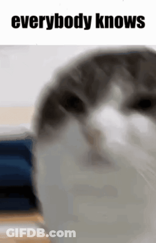 Cat Looking At Camera Saying Everybody Knows GIF