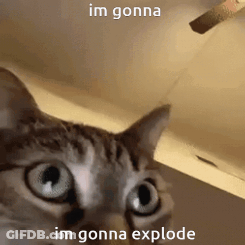 Cat Looking At Camera Saying Im Gonna Im Gonna Explode GIF