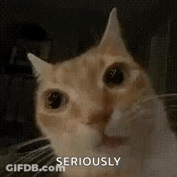 Cat Looking At Camera Saying Seriously GIF