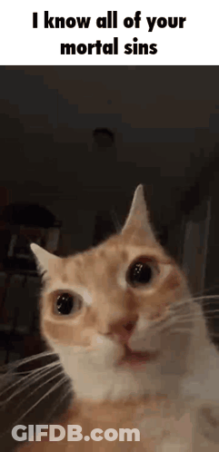 Cat Looking At Camera Says I Know All Of Your Mortal Sins GIF
