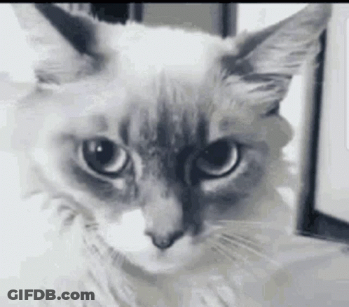 Cat Looking At Camera GIF