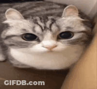 Cat Looking At Camera With Big Eyes GIF