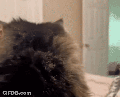 Cat Looking At Camera With Door In Background GIF