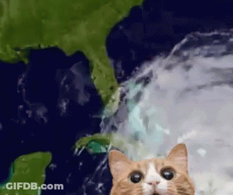 Cat Looking At Camera With Earth Map GIF