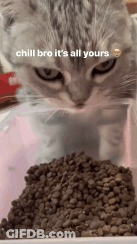 Cat Looking At Cat Food Saying Chill Bro It's All Yours GIF
