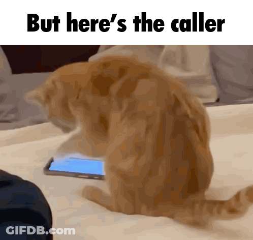 Cat Looking At Cell Phone With Callers GIF